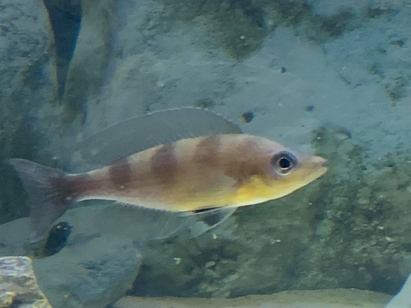 Cyprichromis sp. 'kibishi' Bilila (Kavala) Island